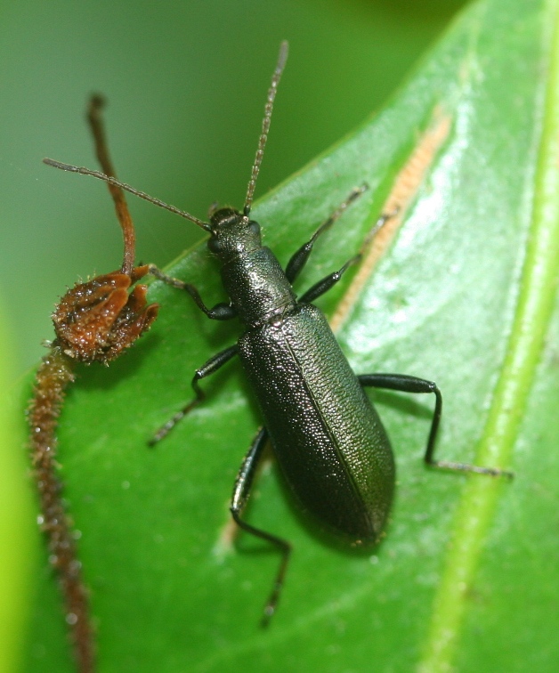 Another Long-jointed Beetle. ID thanks to Harry Zirlin.