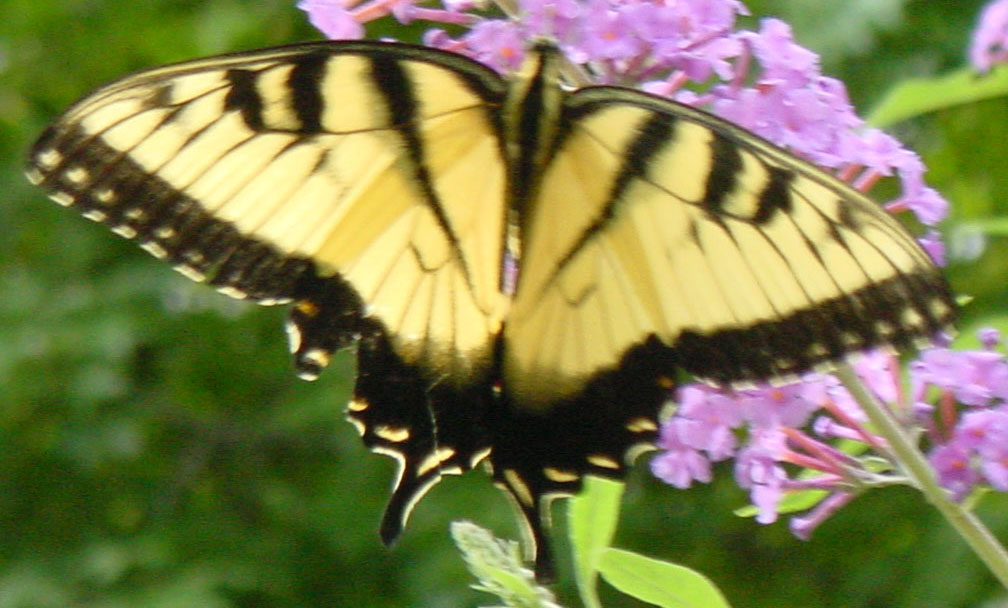 http://www.dpughphoto.com/images/website%20tiger%20swallowtail%20above%20male.jpg