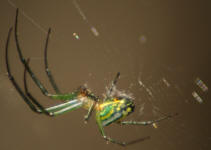 orchard%20spider%20eno%20cole%2062305_small.JPG