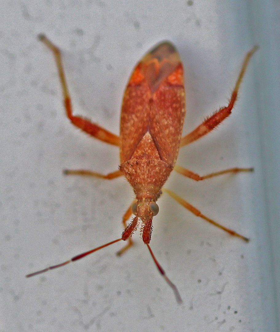 Ouk Insect 2017 Photos