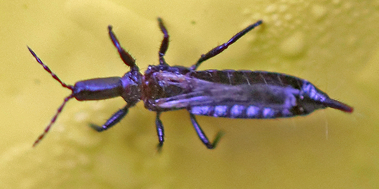 Thrahei Insecte Other Insects