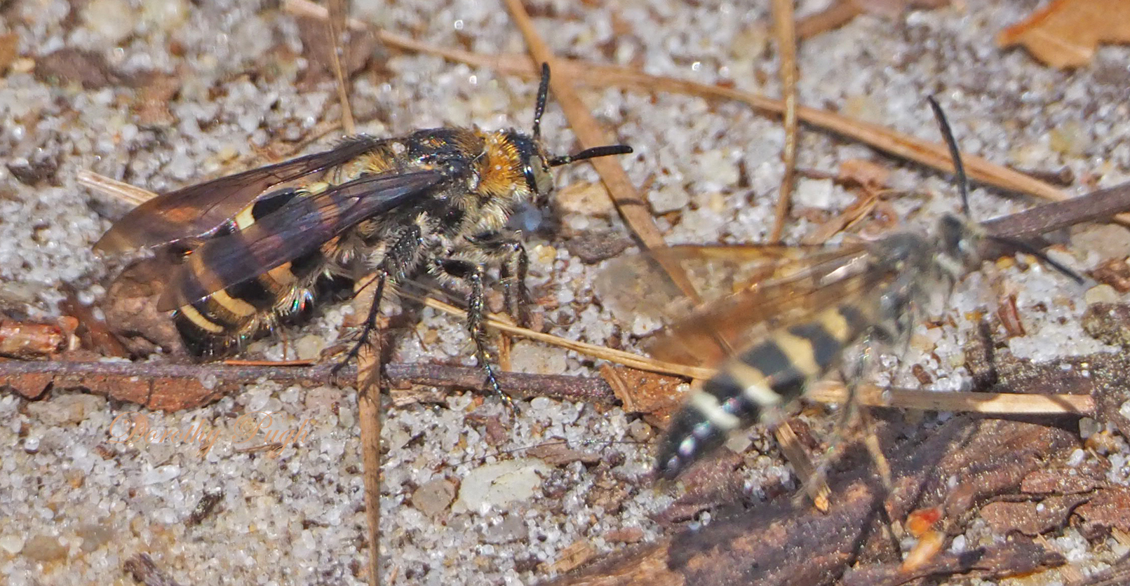 Carolina Beach State Park