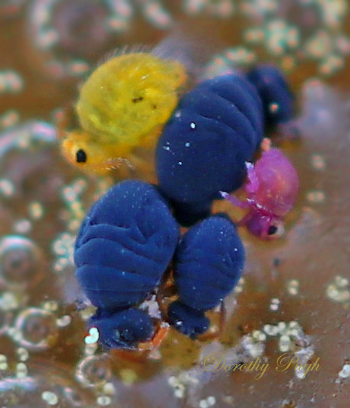 Springtails