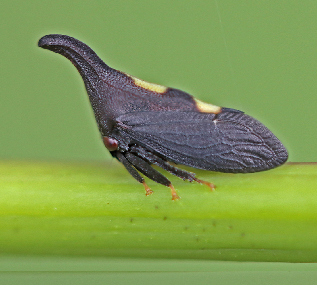 Treehopper Cow Hoppers and Cicadas